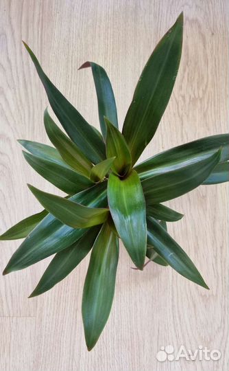 Традесканция Рео пестролистный комнатное растение