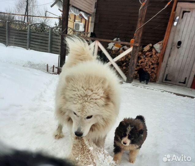 Помесь самоеда