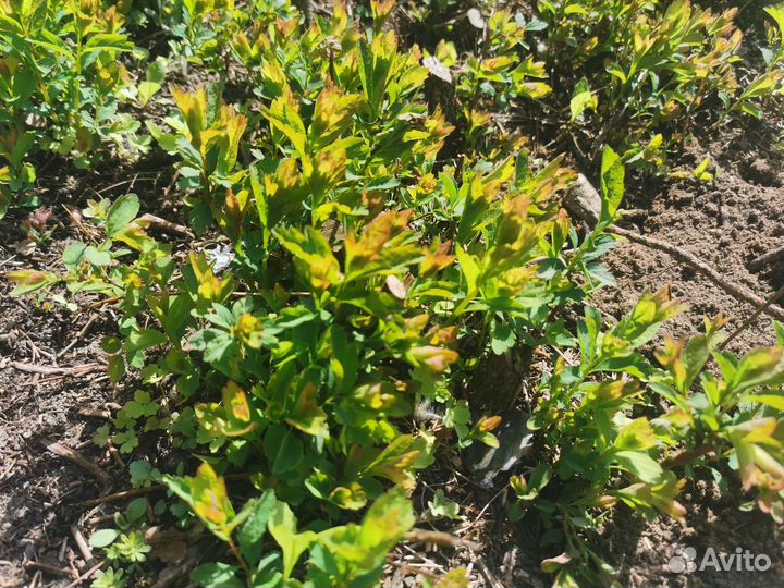 Саженцы живой изгороди