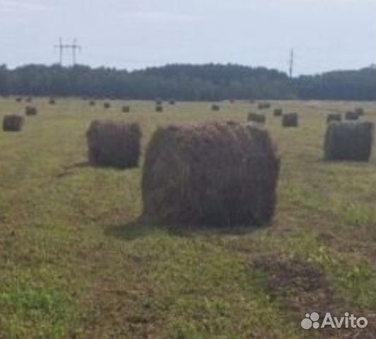 Продам сено в рулонах