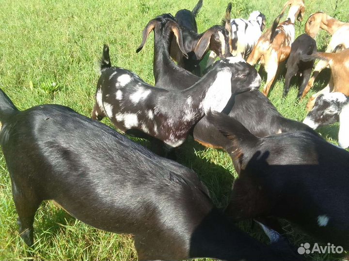 Нубийские козлята