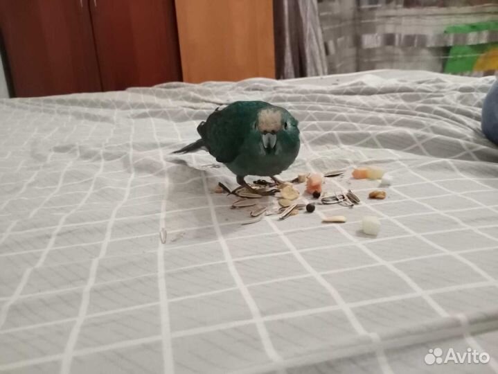 Корелла и какарик