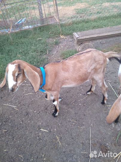 Коза котная, козел,козочка