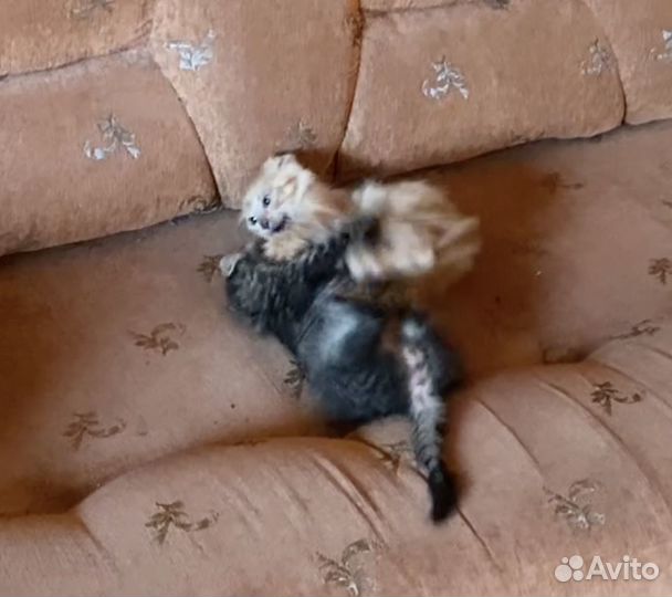 Котята в добрые руки приучены к лотку