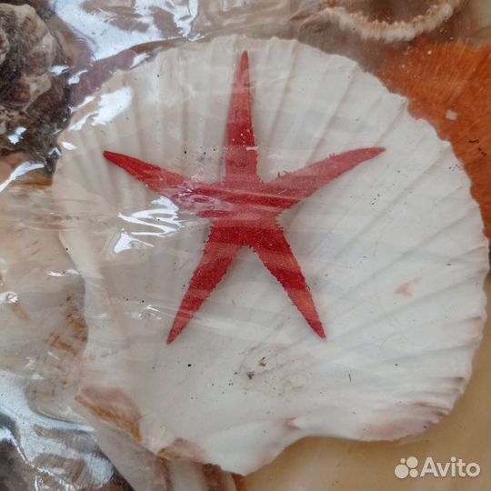 Набор ракушек для аквариума