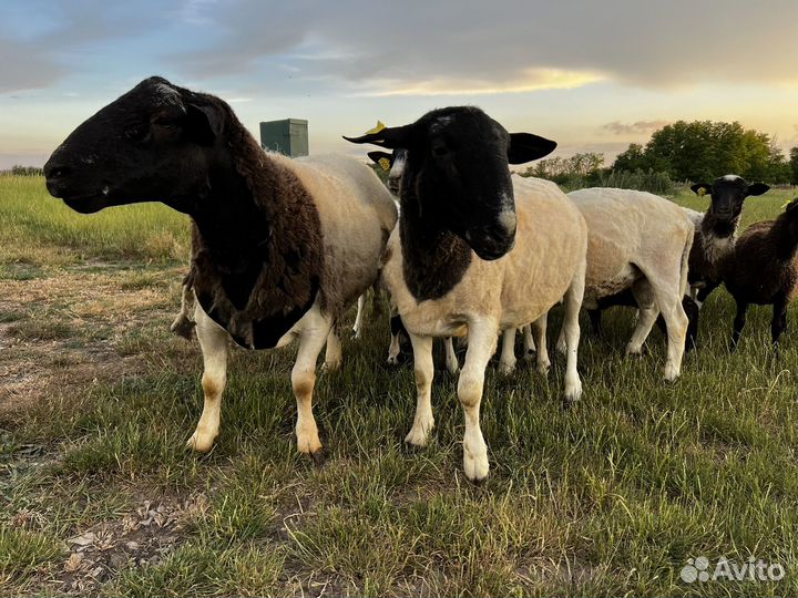 Дорпер ягнята, бараны на племя
