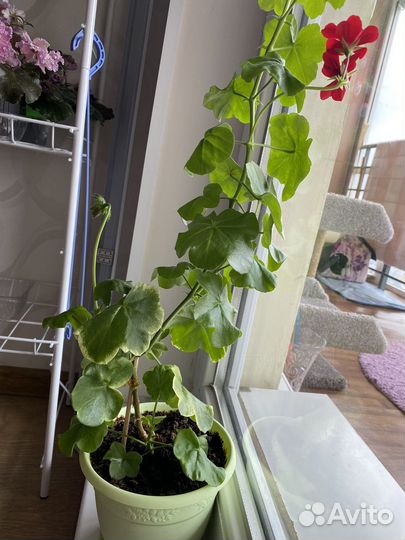 Герань пеларгония