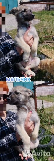 Щеночки в приюте