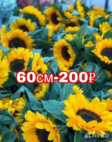 Подсолнухи