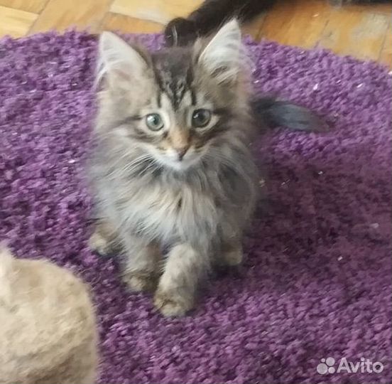 Котенок пушистый таби