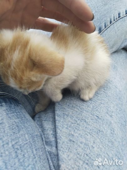 Рыженькая кошечка