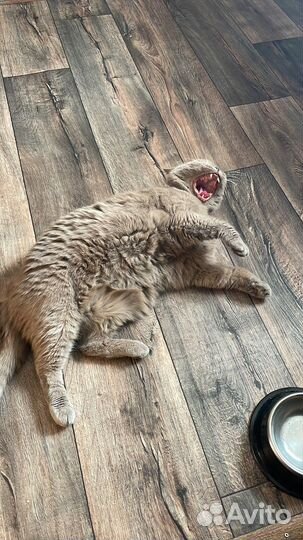 Продам кота