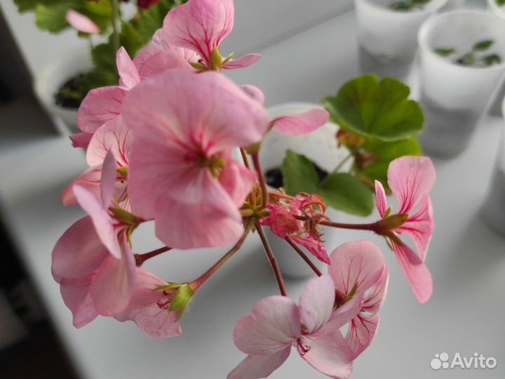 Герань пеларгония