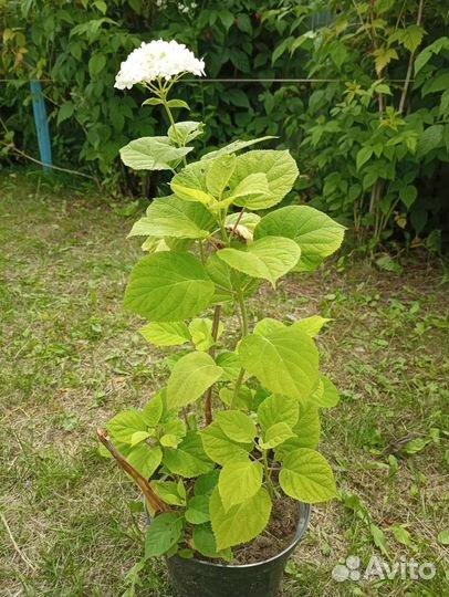 Гортензия саженцы