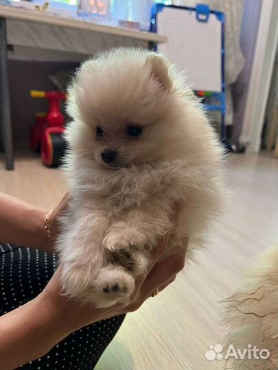 Щенки померанского шпица