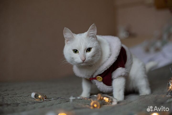 Кот/кошка в аренду на новоселье, фотосессию