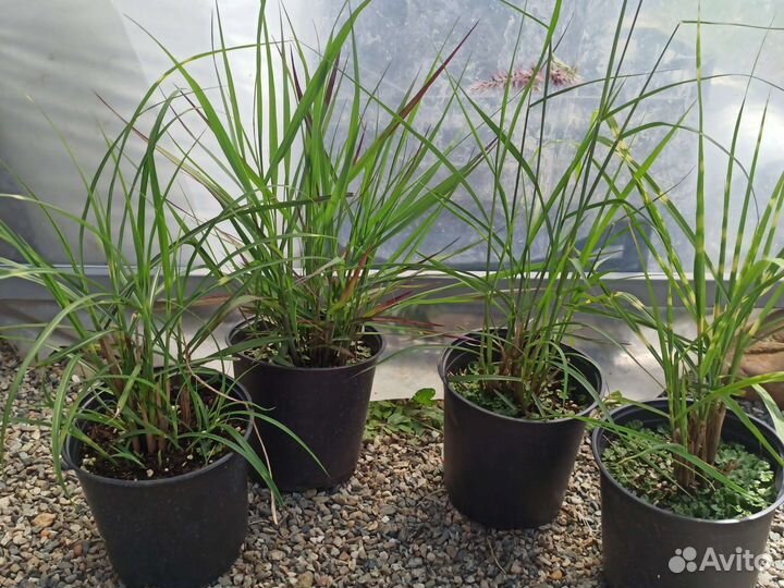 Мискантус, просо, пеннисетум, кортадерия