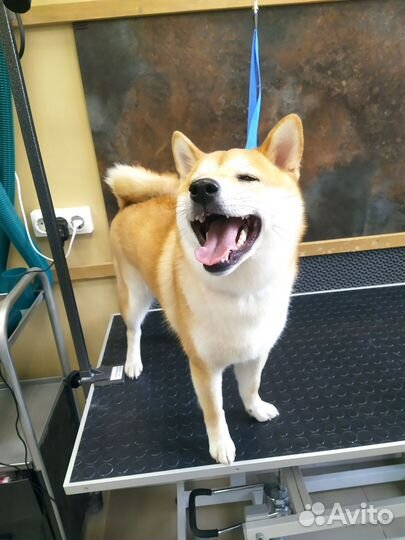 Грумер с выездом по Гатчине и району