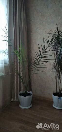 Финиковая пальма