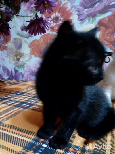 Британские котята