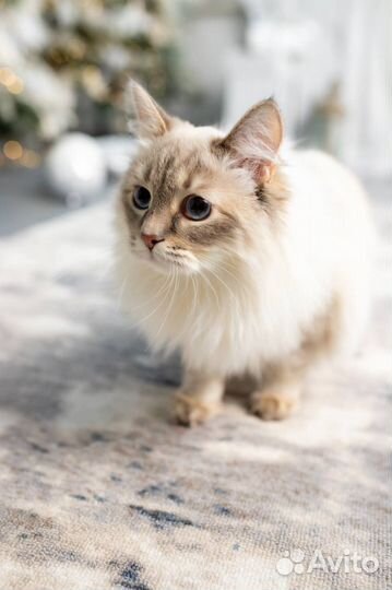 Кот породы Невская маскарадная ищет подружку