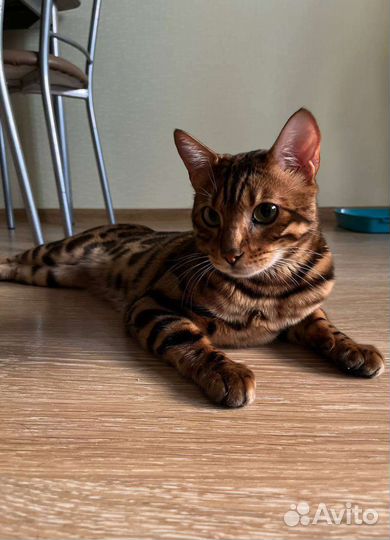 Передержка питомцев