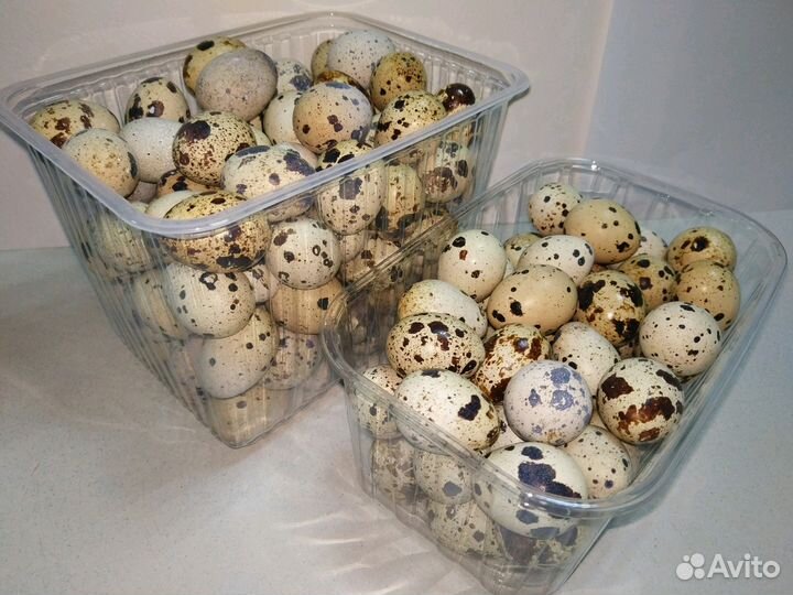 Перепелиное, куриное яйцо, тушки. Инкубационные