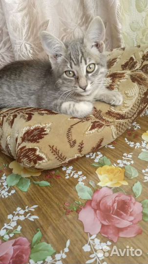 Кошка в дар бесплатно