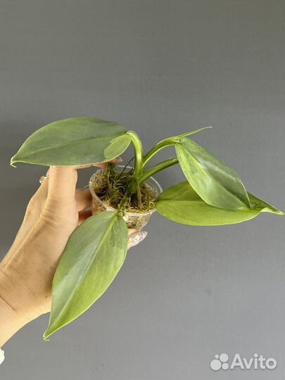 Филодендрон Silver Sword var