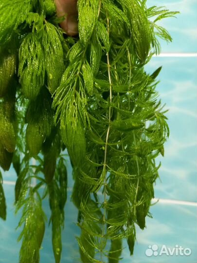 Растения для аквариума