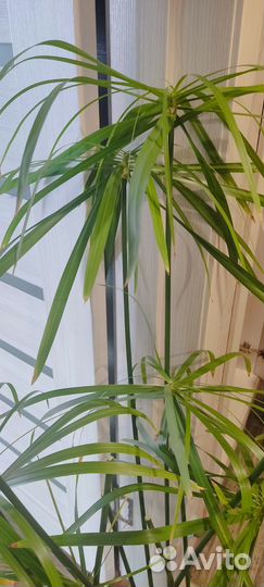 Корневища и зонтики циперуса