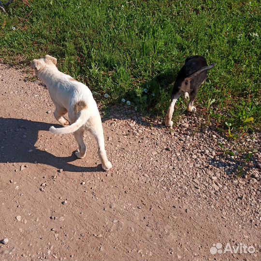 Щенок в добрые руки