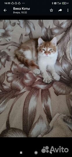 Рыжий котенок в добрые руки