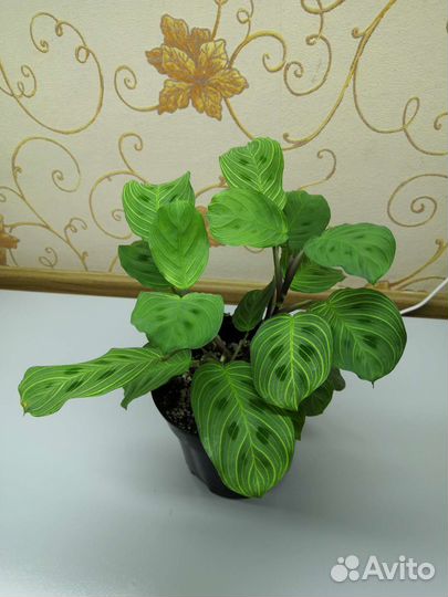 Комнатные Растения MIX