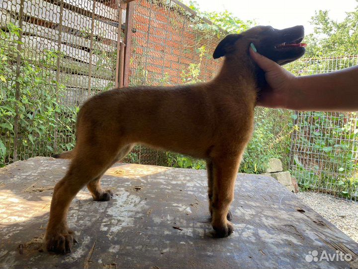 Бельгийская овчарка