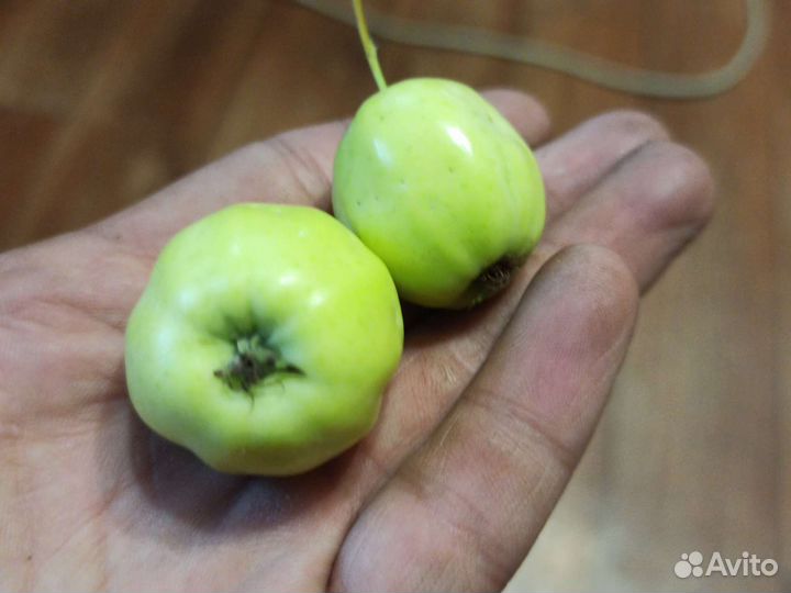 Яблоки домашние полукультурка.Желто зеленые