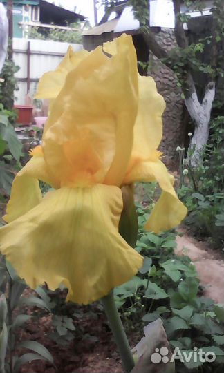 Ирисы сортовые