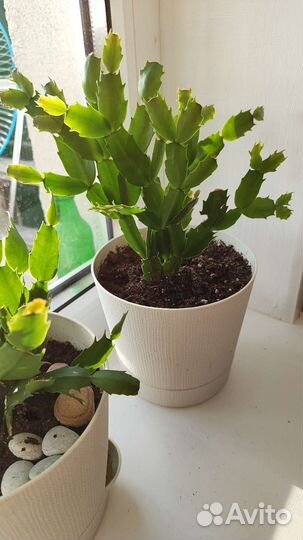 Декабрист шлюмбергера в горшке