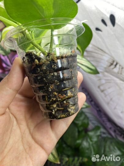 Филодендрон медиопикта триколор