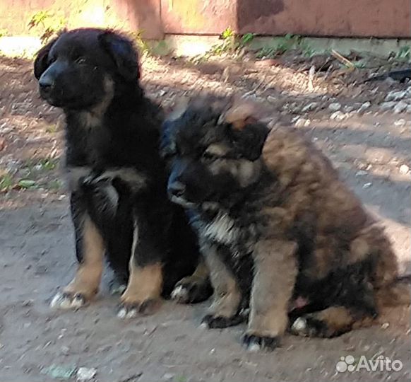 Щенок на охрану с хорошим уходом