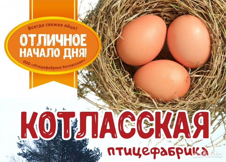 Оператор яйцесортировочной машины