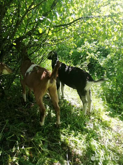 Козы ламанча