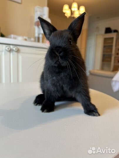 Карликовый кролик минор