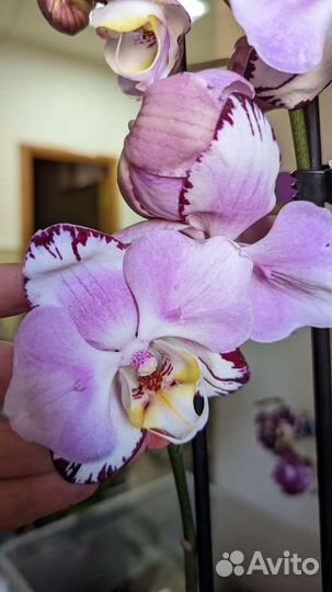 Орхидеи фаленопсис
