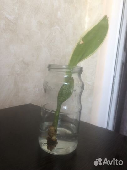 Сансивиерия трехполосная