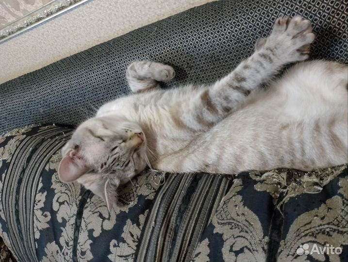 Котик в добрые руки
