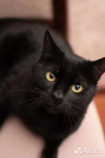 В добрые руки