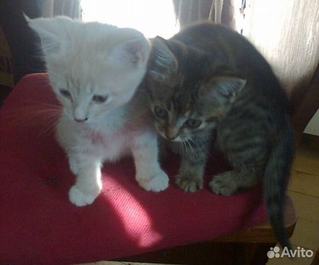 Котята в добрые руки бесплатно