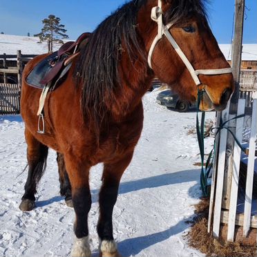 Конные прогулки, обучение