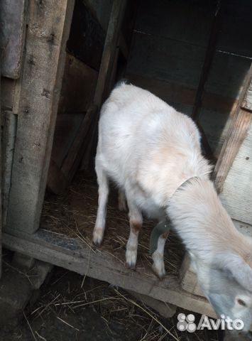 Продаю коз
